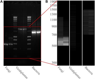 Nanopore Sequencing and Bioinformatics for Rapidly Identifying Cultural Heritage Spoilage Microorganisms